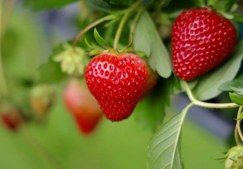 strawberries on the vine